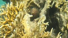 Cephalopholis cyanostigma