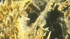 Cephalopholis cyanostigma