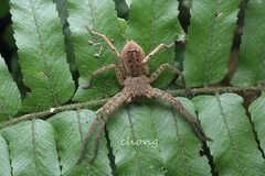 Notiocoelotes palinitropus