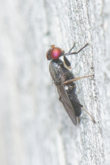 Clusiidae