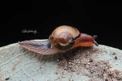Helicarionidae