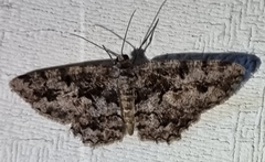 Hypomecis externaria