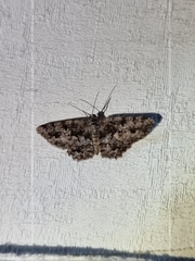 Hypomecis externaria