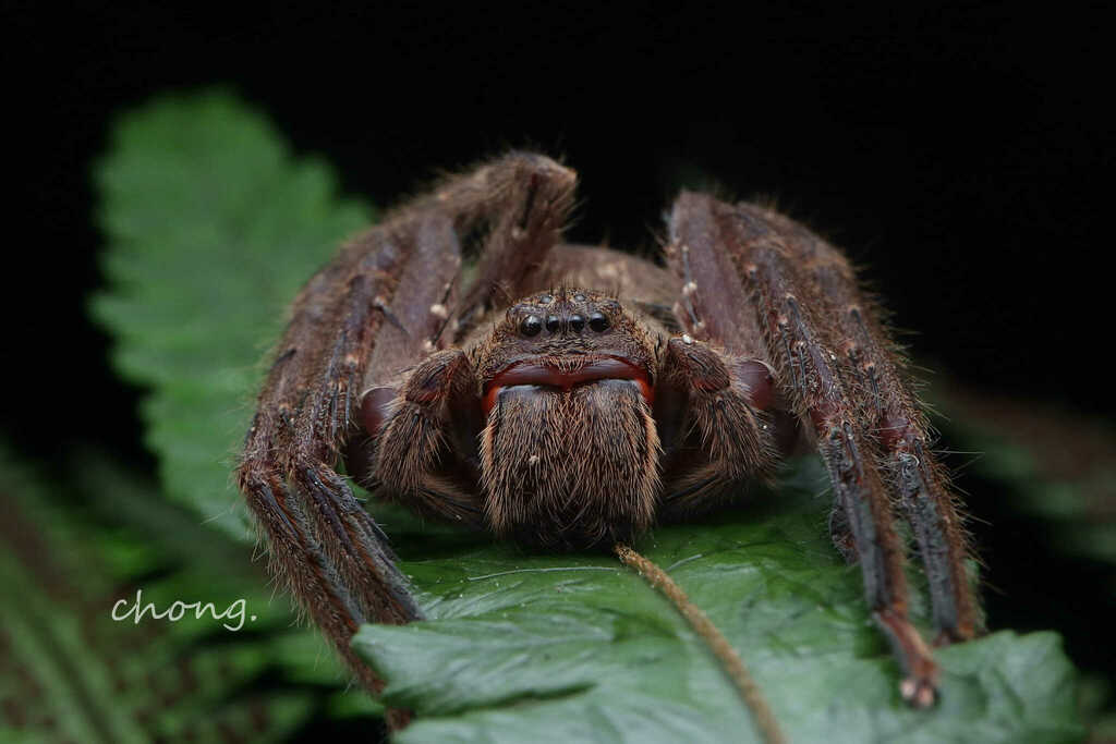 Heteropoda helge