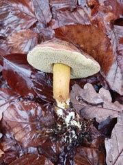 Xerocomellus pruinatus