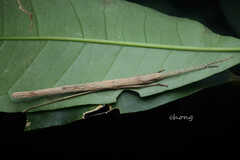 Pseudoparamenexenus yangi