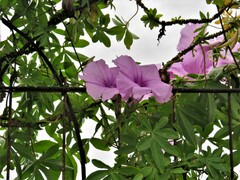 Ipomoea cairica cairica