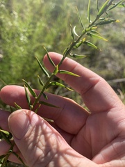 Daviesia umbellulata