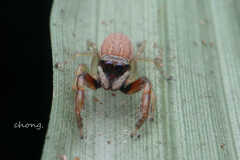 Indopadilla annamita