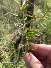 Daviesia umbellulata