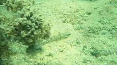 Amblygobius phalaena