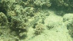 Amblygobius phalaena