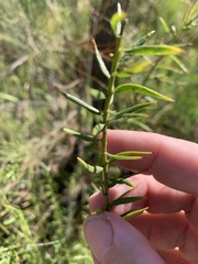 Daviesia umbellulata