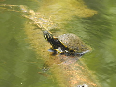 Deirochelyinae