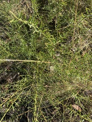 Daviesia umbellulata