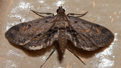 Parapoynx crisonalis