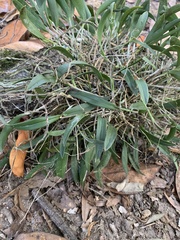 Epidendrum conopseum