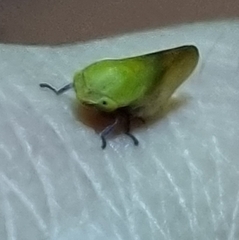Batracomorphus