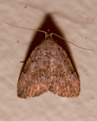 Tolpiodes oligolasia