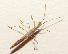 Mutusca brevicornis