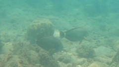 Acanthurus
