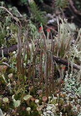 Cladonia cornuta