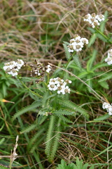 Achillea ptarmicoides