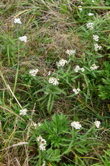 Achillea ptarmicoides