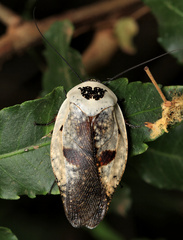 Gyna caffrorum