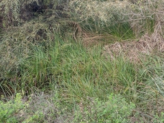 Cladium mariscus
