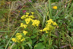 Patrinia scabiosifolia