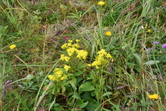 Patrinia scabiosifolia