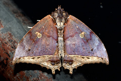 Pterocyclophora pictimargo