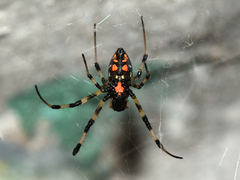 Nephilengys malabarensis