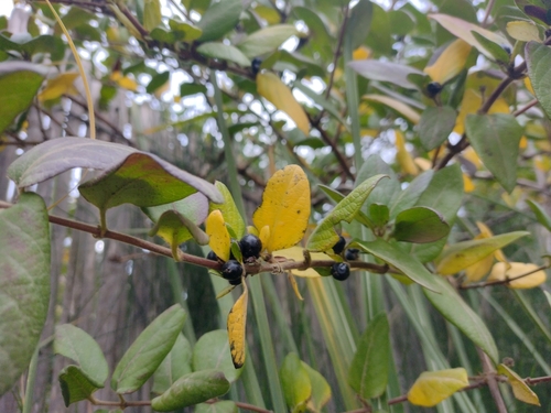 Lonicera biflora · iNaturalist Ecuador