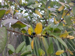 Lonicera biflora