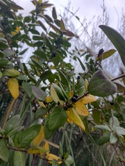 Lonicera biflora