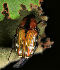 Leucocelis