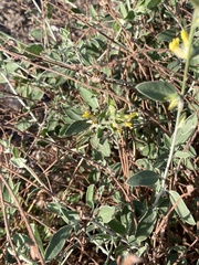 Anthyllis cytisoides