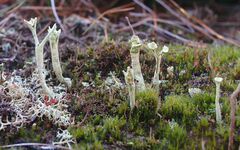Cladonia sulphurina