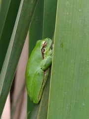 Hyla meridionalis