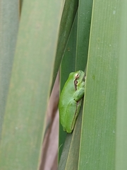 Hyla meridionalis