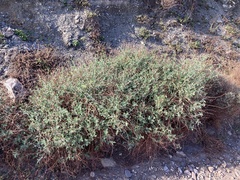 Anthyllis cytisoides