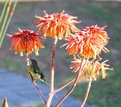 Nectarinia famosa famosa