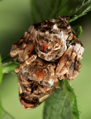 Hamataliwa