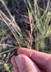 Aristida benthamii