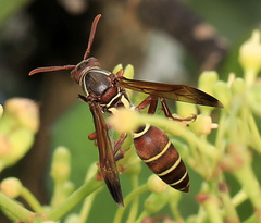 Polistes fastidiosus