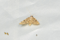 Lamprosema