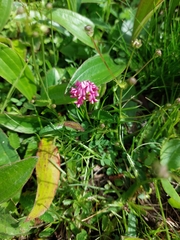 Trifolium burchellianum