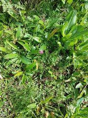 Trifolium burchellianum